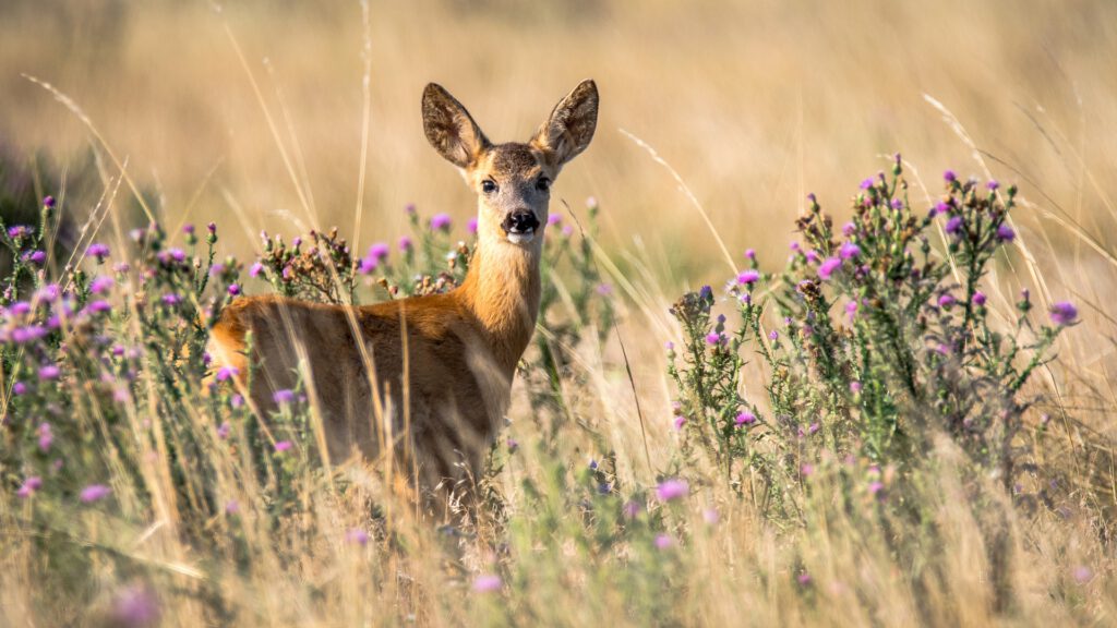 Op Safari In Nederland